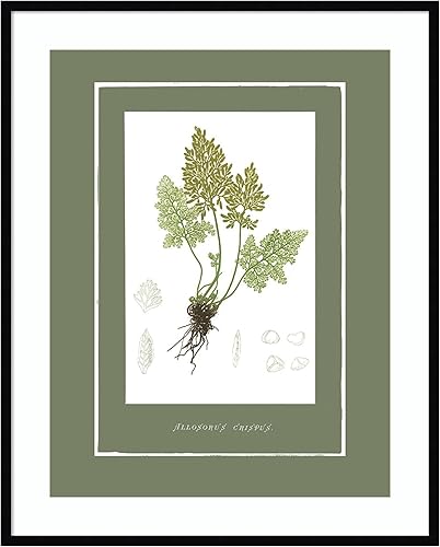 Amanti Art Framed Wall Art Print 41x33 Green Botanics III by PI Studio, Nature Wall Art, Vintage Decor, X-Large Poster Painting Artwork for Living