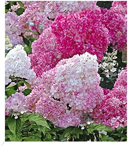 BALDURGarten FreilandHortensien 'Vanille Fraise®', 1 Pflanze