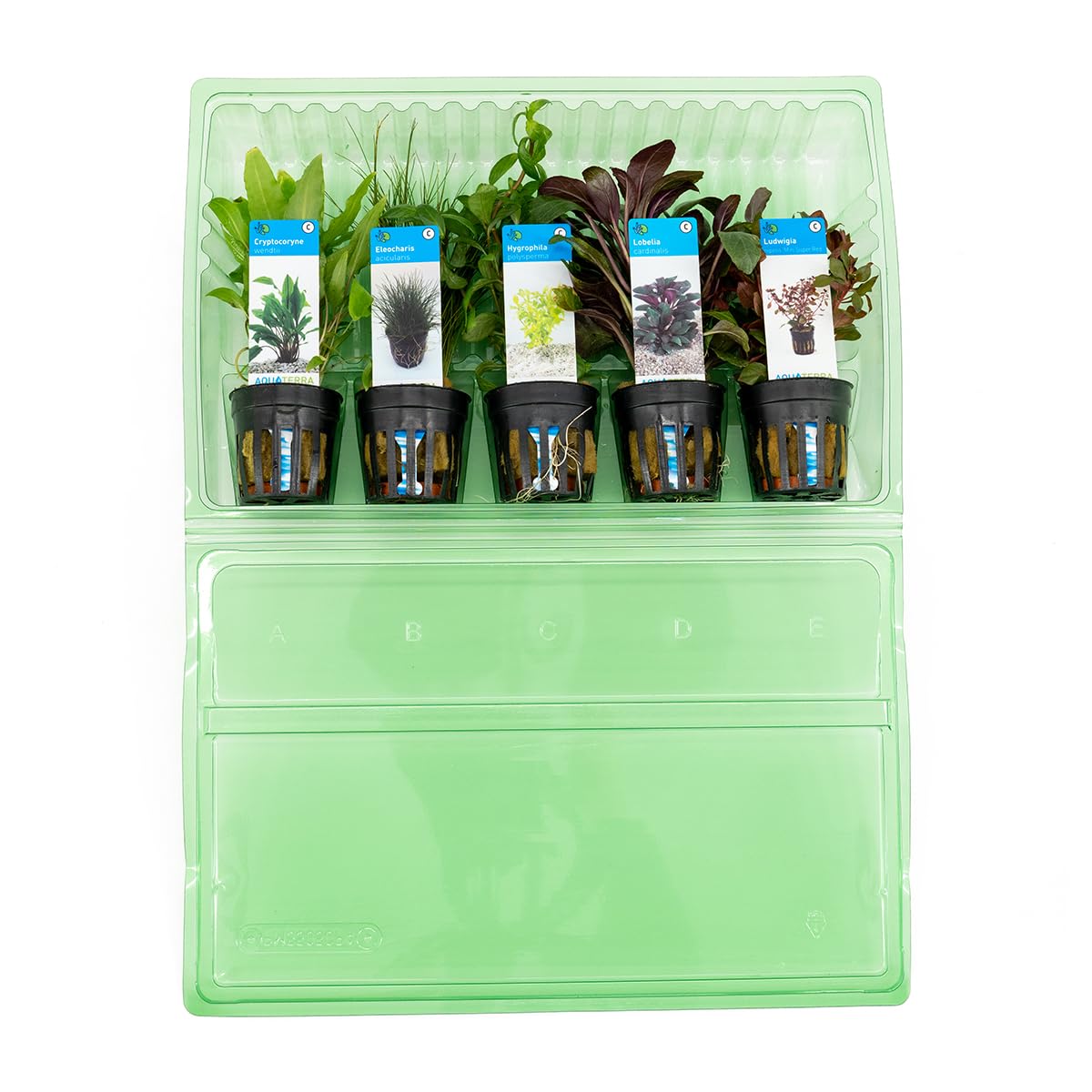Bloomique - Set de 5 - Plantes d'aquarium véritables - Plantes aquatiques - Purifiantes - Oxygène - Ludwigia, Laîche aiguillon, Amie de l'eau, Lobélie, Cryptocoryne - Hauteur 15-20 cm