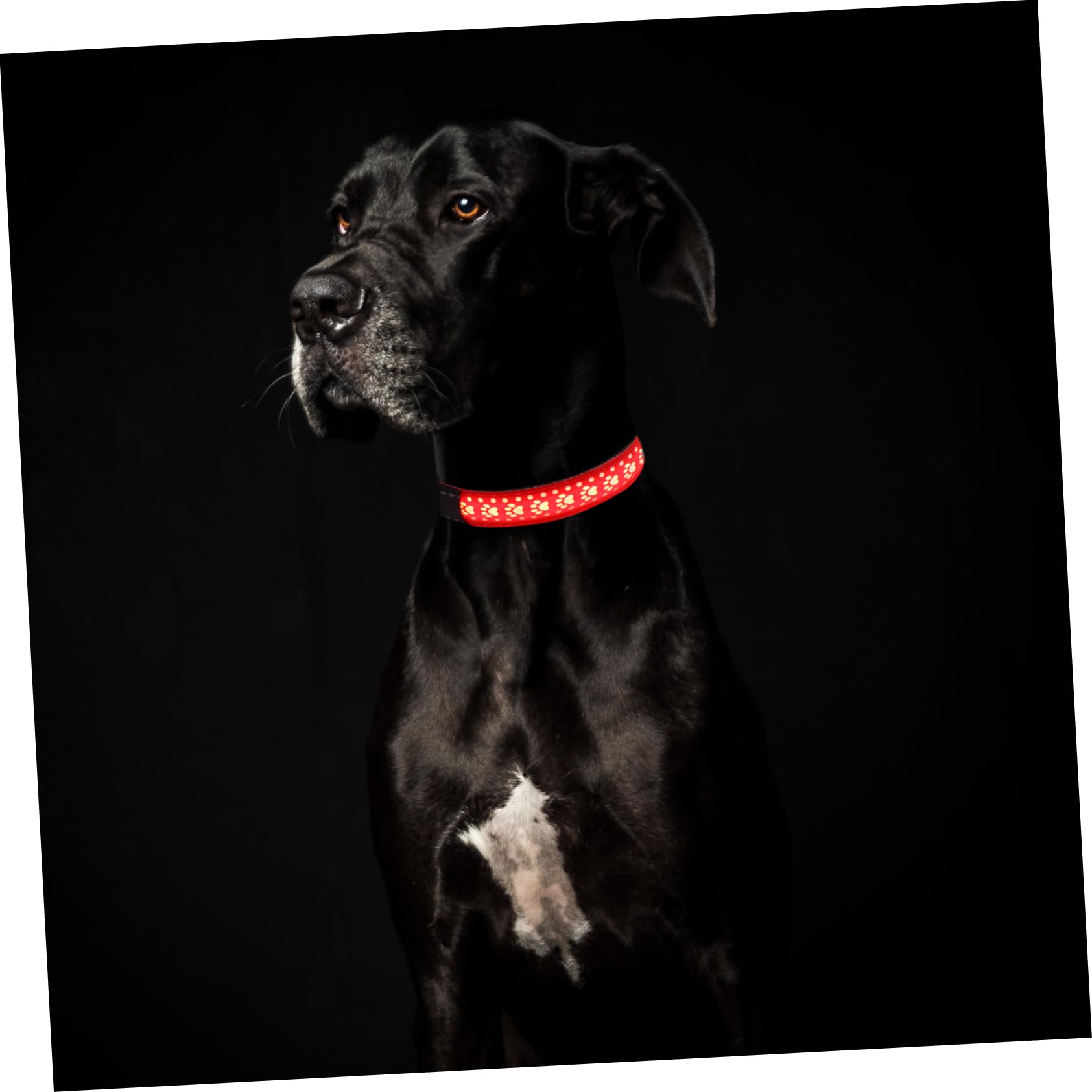 POPETPOP Collier Lumineux LED pour Chien 3 Pièces Collier Lumineux pour Chien ...