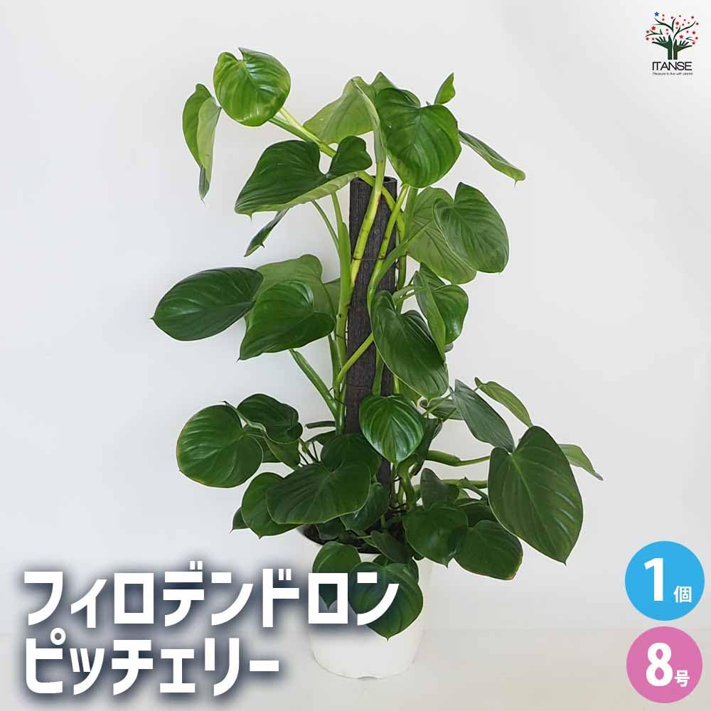 Amazon｜ITANSE フィロデンドロン ピッチェリー 8号 1個売り