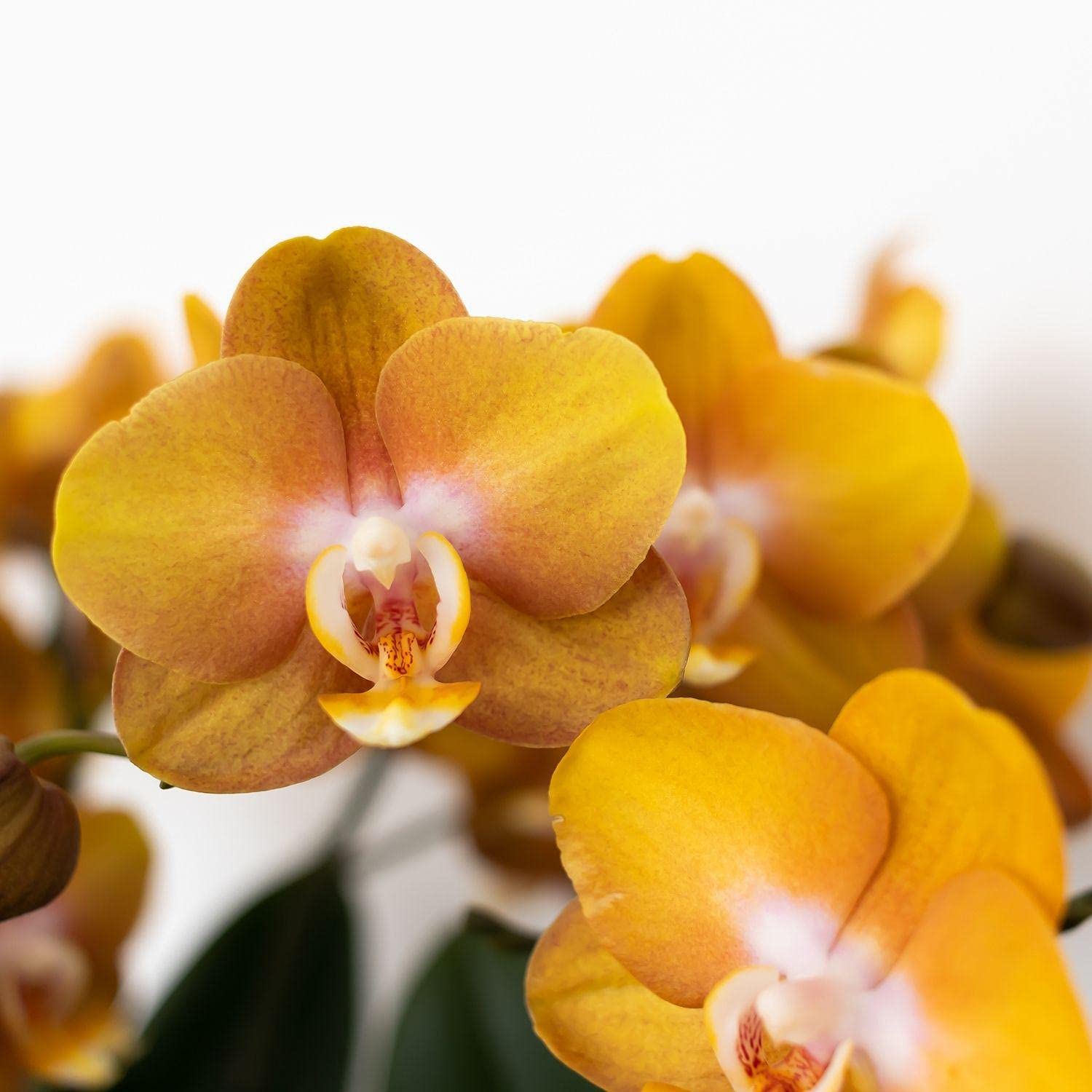 Kolibri Orquídeas | Orquídeas orquídeas Phalaenopsis orquídeas orquídeas orquídeas, diámetro 12 cm | Joya Las Vegas