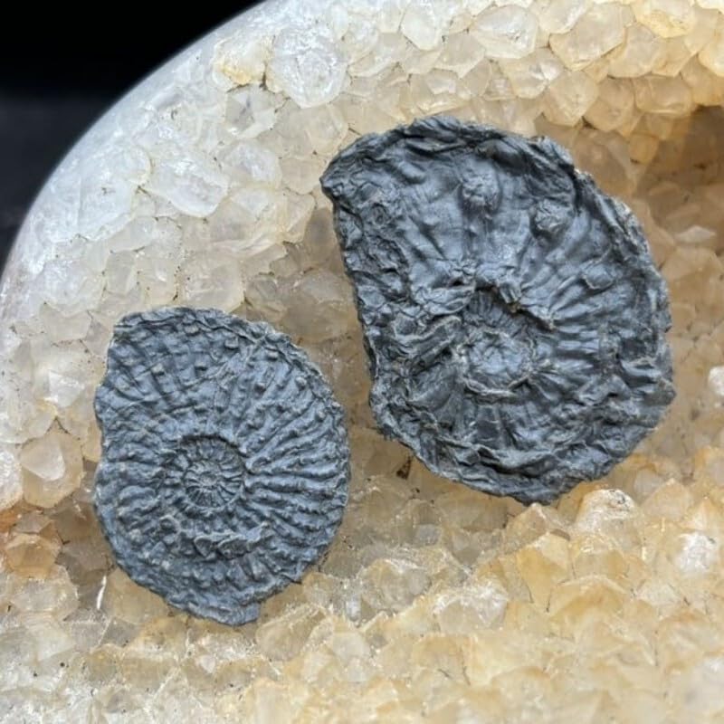 1 Pair Fine Ammonite Fossils from Ordovician to Late Cretaceous