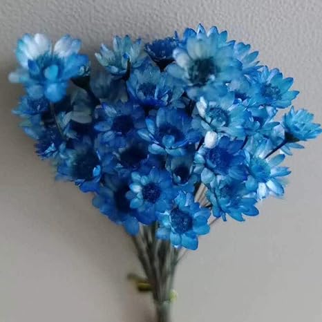 Amazon ドライフラワー 装飾 ブラジルの小さな星の花 50本の枝 ３ 家の装飾のための装飾的な花の花束 工芸品 ギフト 結婚式または他の機会 造花 オンライン通販