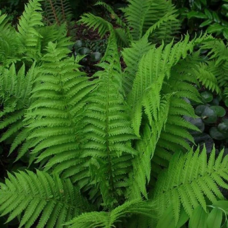 Pack of 10 Fern Bare Roots, Live Cinnamon Fern Plants, 3 to 6 Inches Long, Fern Tree Live Plant for Garden, Fern Live Plants Outdoor Indoor, Live Fern Plants