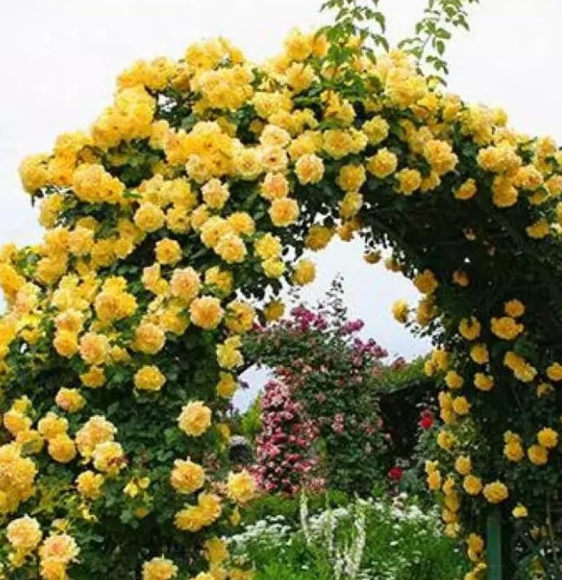 Yellow Climbing Rose Plant in 3 Litre Pot, Fragrant Garden Flower for Outdoor Planting, Suitable for Walls, Arches and Pillars