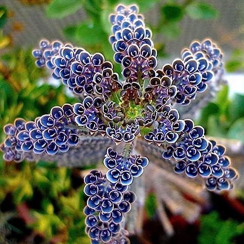 lamphle 100 Stücke Blaue Sukkulentensamen Zier Bonsai Hausgarten Balkon Dekor Blume Obstbaum Gemüsesamen Blaue Sukkulentensamen