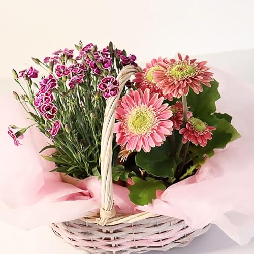 PURIZA 母の日 花 鉢植え 2鉢セット 花鉢 カーネーション入り