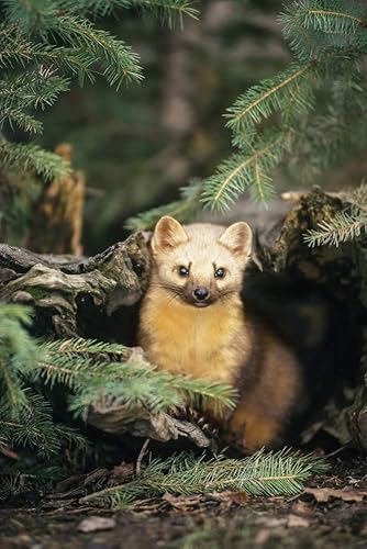 Miniatura 1 de Posterazzi DPI2170443 American Marten (Martes Americana) in a Forest Photo Print, 11 x 17, Multi