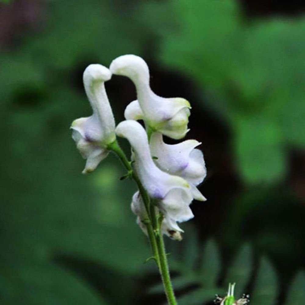 M-Tech Gardens Rare White Swanflower Seeds for Growing (50 Seeds Pack) SWAN05-image-41