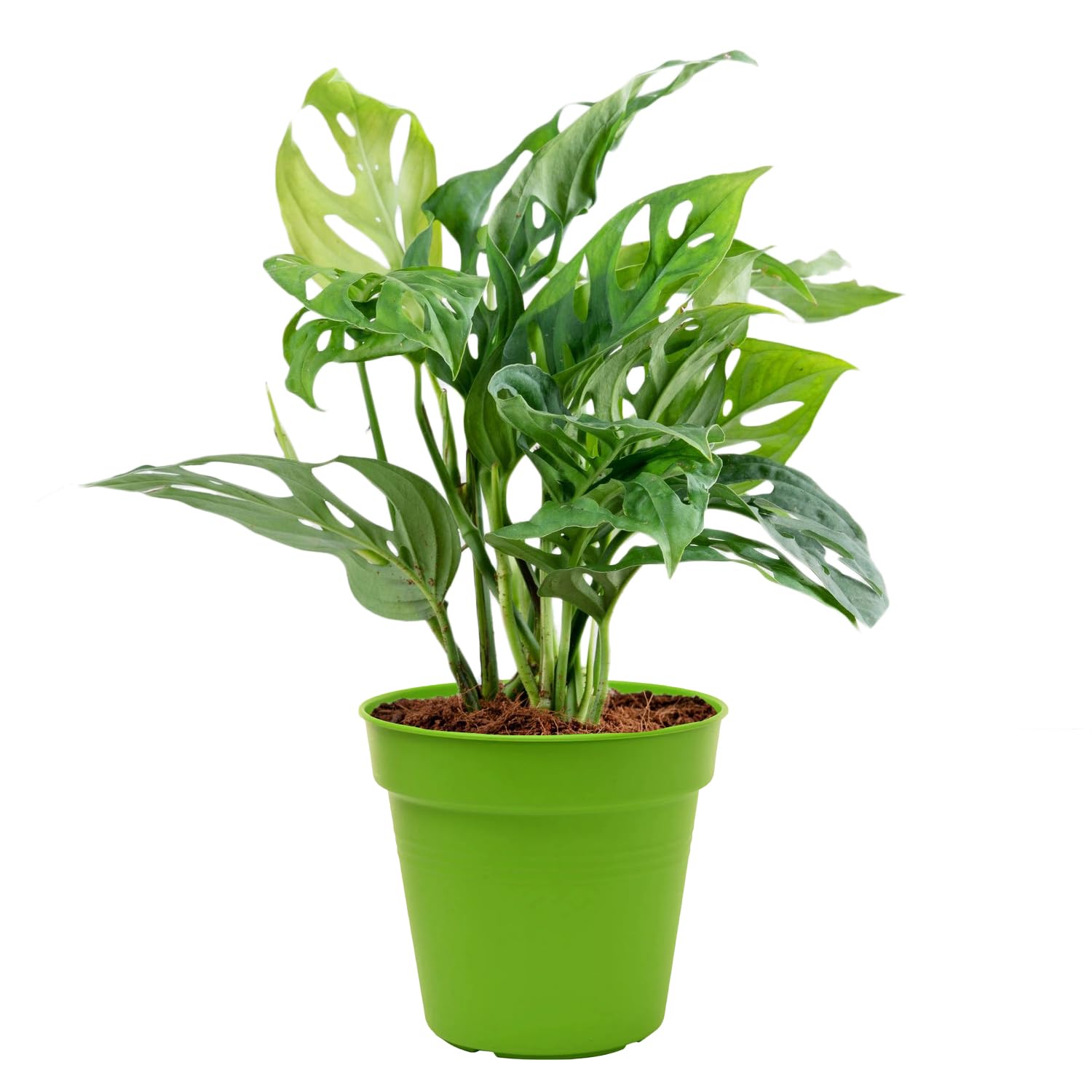 Broken Heart Live Plant Added Pot For Home & Office Live Air Purifying Indoor Plant Cheap & Best (B0CT5ZTWHB) Amazon Price History, Amazon Price Tracker
