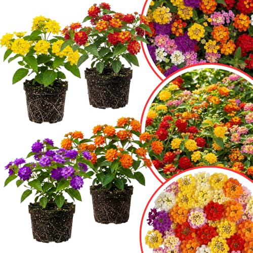 Mixed 4 Lantana Plants Live for Planting Outdoor Lantana Trees or Trailing Ready to Bloom Hardy Long Blooming Vibrant Perennial 4-6 in Tall Spring Growing