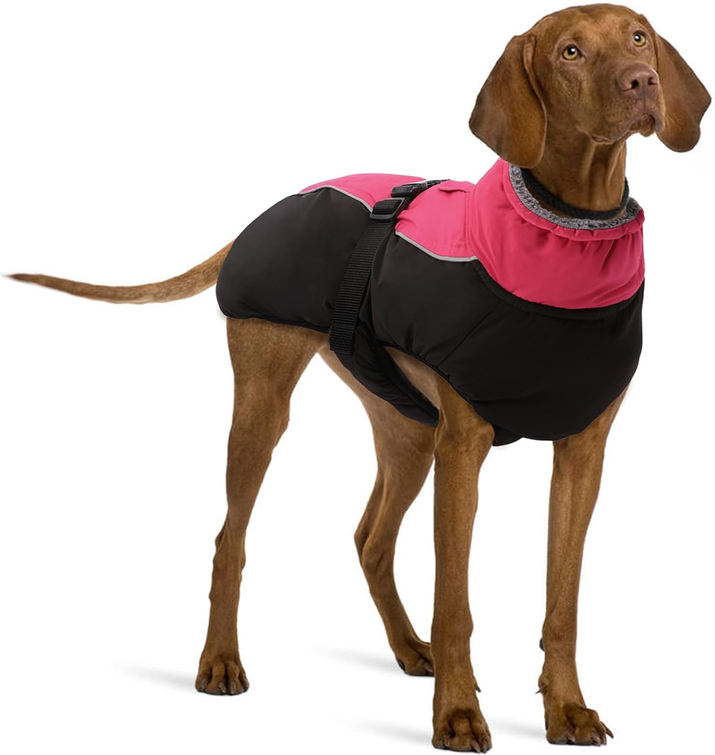 german shorthaired pointer winter coats