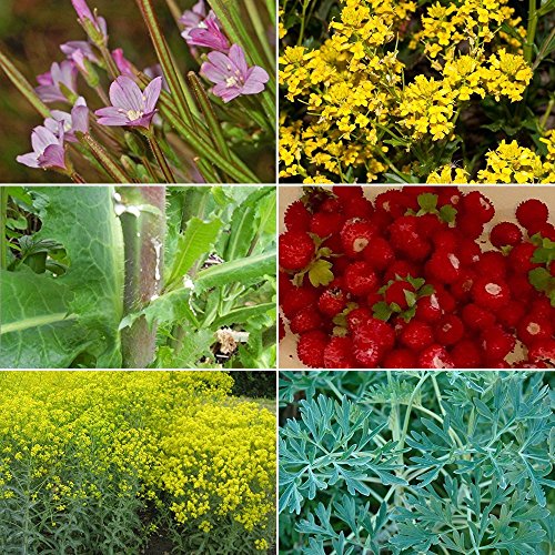 Medicinal Herb Garden Seed Collection #10 - A 6 Variety Pack of Rare Medicinal Herb Seeds! FROZEN SEED CAPSULES - The Very Best in Long-Term Seed Storage - Plant Seeds Now or Save Seeds for Years