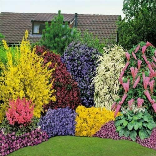 Eight Pot Grown Hardy Garden Ready Plants, Evergreen Flowering Hardy