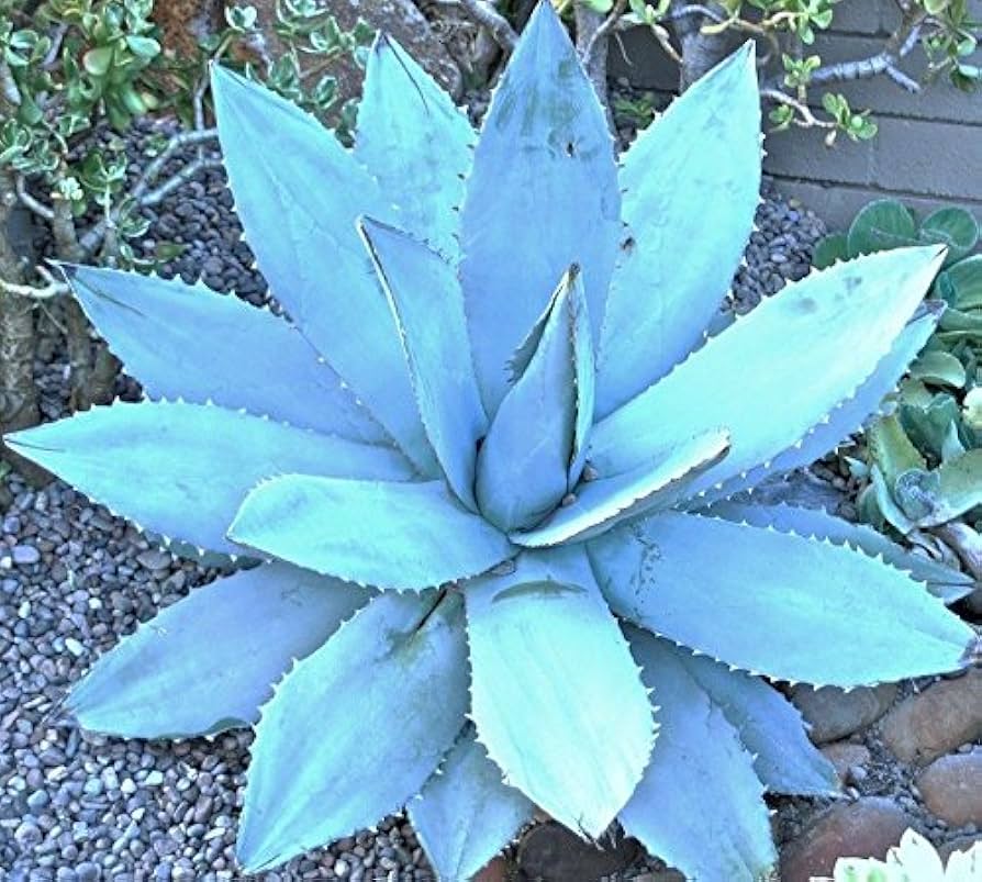 アガベ チタノタブルー 種子 500粒 Agave titanota blue アガベ チタノタブルー 種子 500粒 Agave titanota blue アガベ