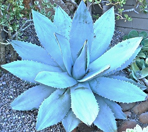 アガベ チタノタブルー 種子 500粒 Agave titanota blue アガベ チタノタブルー 種子 500粒 Agave titanota blue