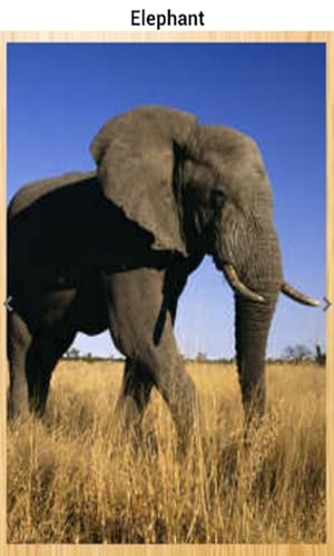 Animal Sounds