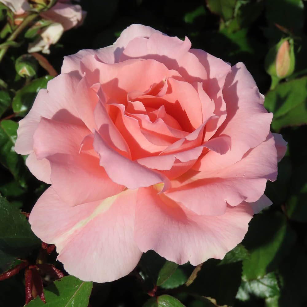 Yougarden Pink Harkness Roses L'aimant Rose ®, 4 Litre Potted