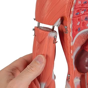 Amazon.com: 3B Scientific B56 Complete Female Muscular