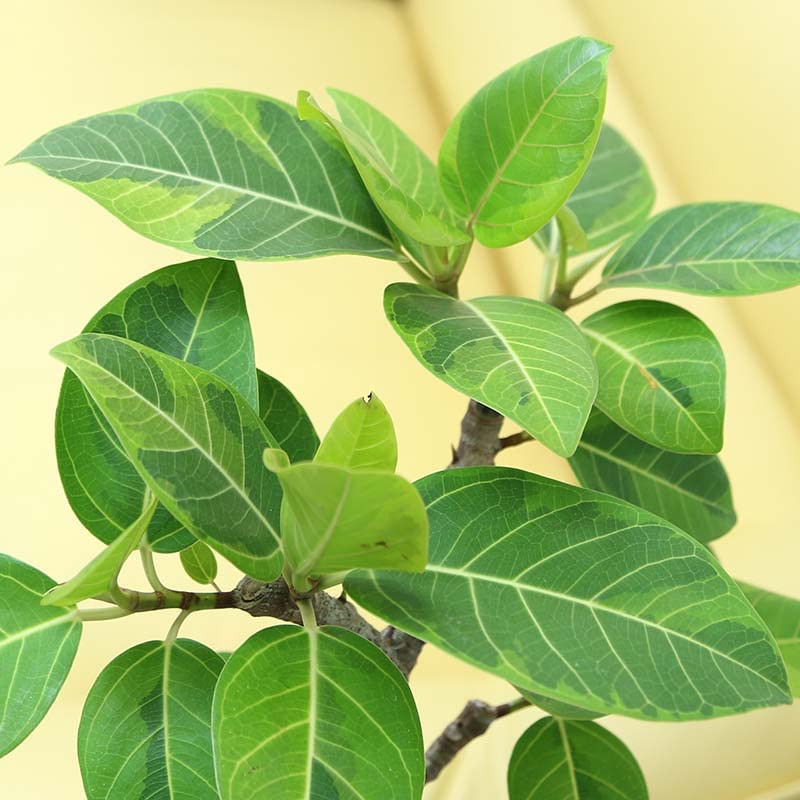 Amazon｜【ブルーミングスケープ】スパイラル仕立てのフィカス