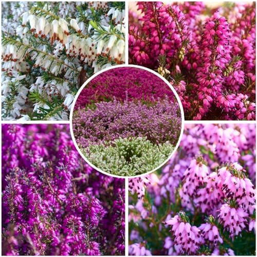 GrowOn Shrubs [x4] Winter Heather Erica Carnea Collection | Variety-Pack | Evergreen Shrubs | Outdoor Garden Ready Plants | Winter to Spring Flowering | Red, Pink, White Flowers