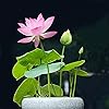 Product Photo 5