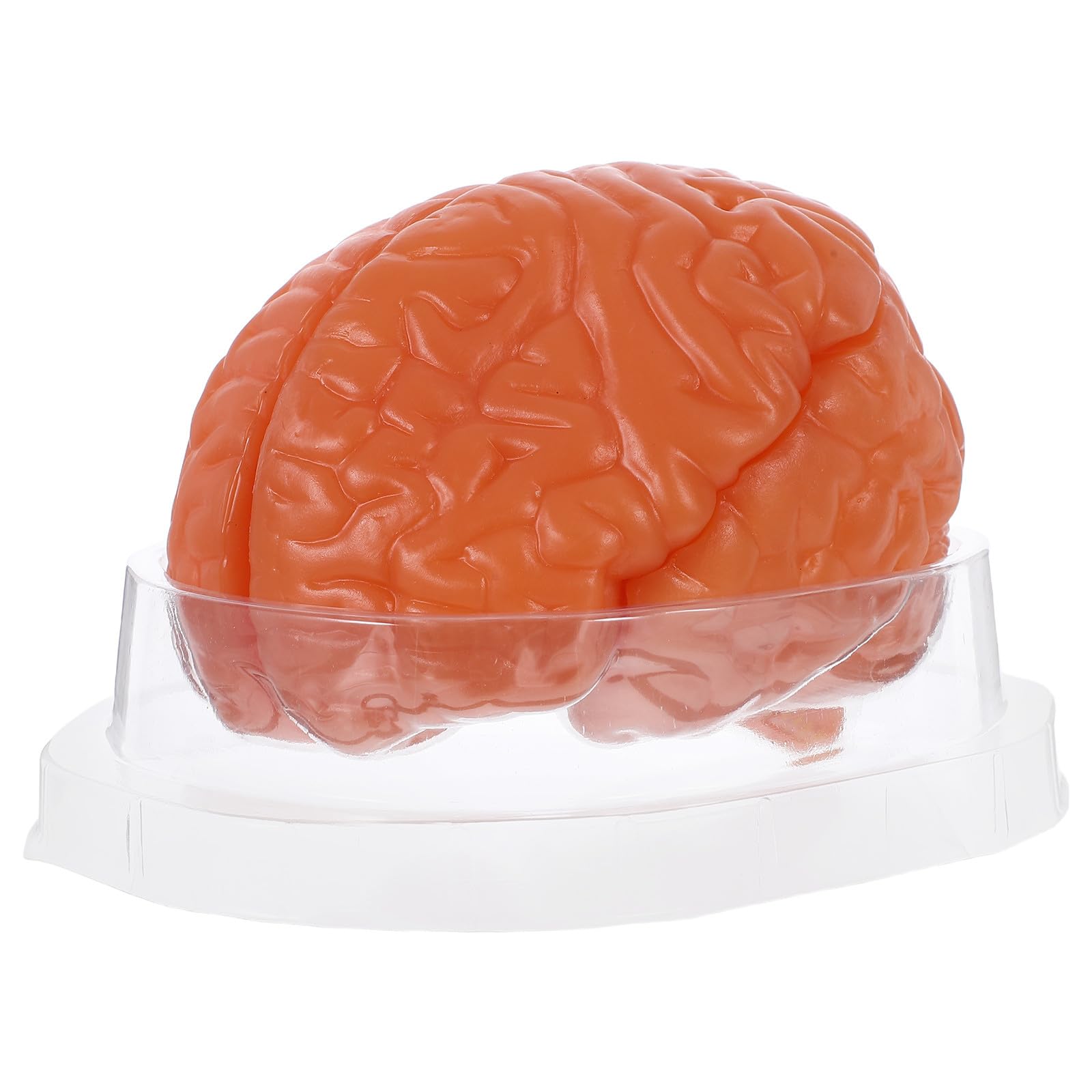Modelo Anatómico del Cerebro de 3 Partes en Pvc Café | Sección Detallada, Réplica Anatómica Precisa, para Laboratorios de Ciencia y Exposición Educativa en Biología