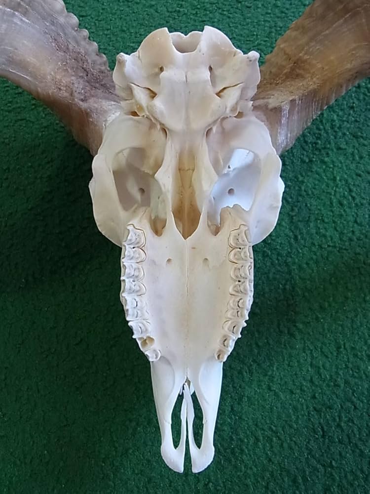 くるくる巻き角！ 羊（メリノ種）巻角（XLサイズ）スカルホーン A くるくる巻き角！ 羊（メリノ種）巻角（XLサイズ）スカルホーン A