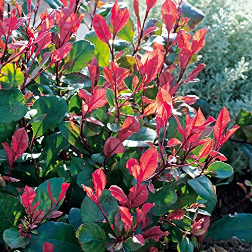 Photinia Red Robin 2Ltr