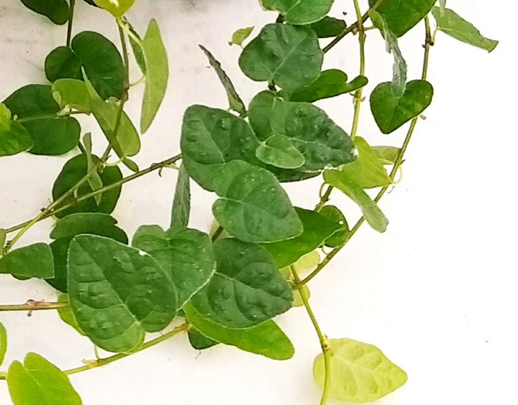 POWERS TO FLOWERS - FICUS PUMILA, FICUS REPENS IN VASO CERAMICA NERO OPACO, 3 PIANTE V12, Piante Vere