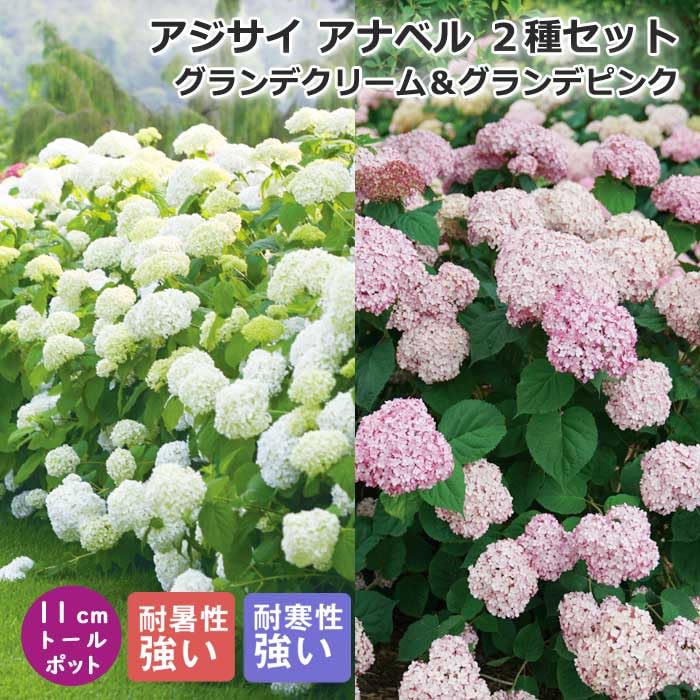 Amazon.co.jp: アジサイ アナベル 苗 2種 セット 【 グランデクリーム Amazon.co.jp: アジサイ アナベル 苗 2種 セット 【 グランデクリーム