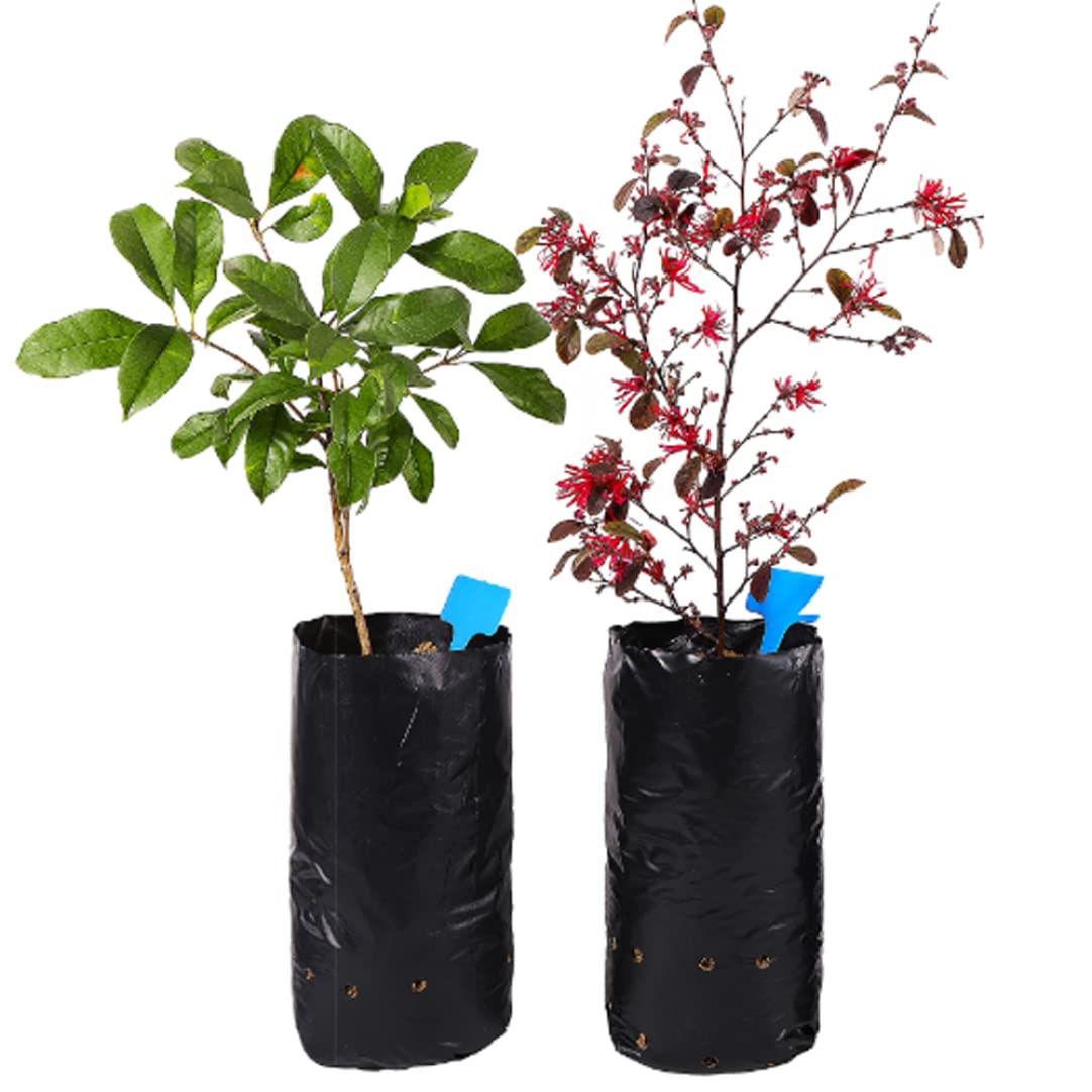 BESPORTBLE Lot de 30 sacs à semis - Tubes d'arbre pour semis BESPORTBLE Lot de 30 sacs à semis - Tubes d'arbre pour semis