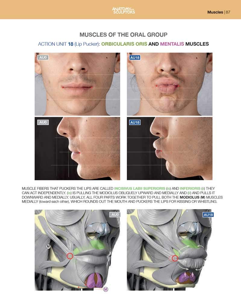 Anatomy of Facial Expressions - Image 5
