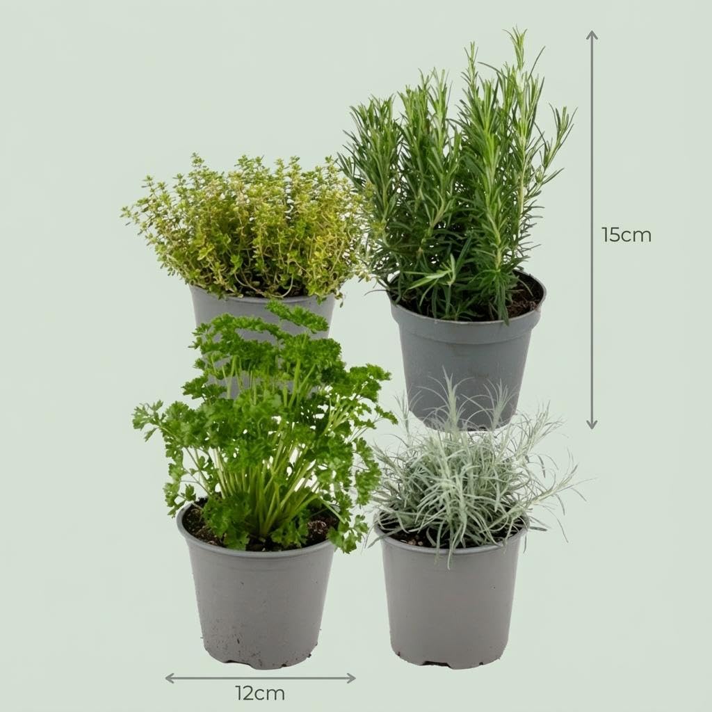 Hierbas Italianas con Albahaca y Romero, para Cocina, Pack de 8, 12 cm
