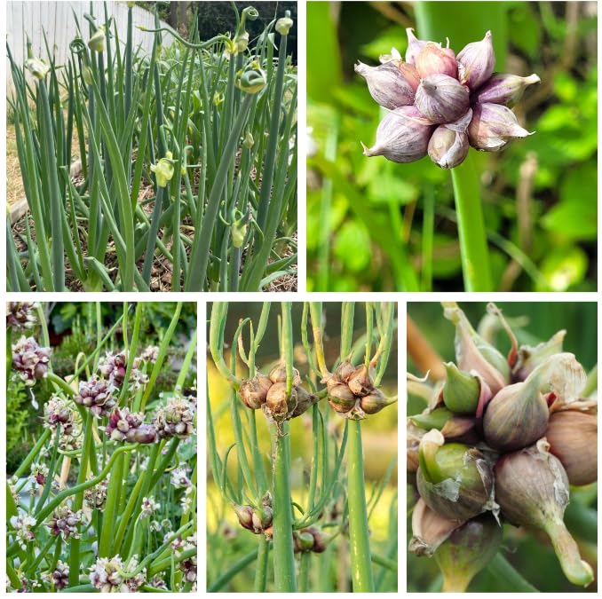 Pack of 6 Egyptian Walking Onions Topsets Bulbs Red Walking Onion Bulbs for Planting Tree Onion Bulbils