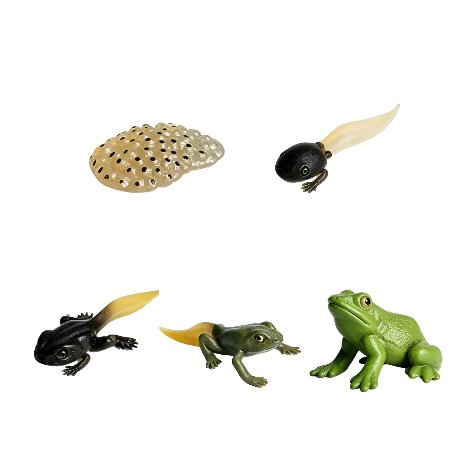 5 Pcs Plastic Frogs Life Cycle Set,Realistic Frog Animal Figurines Model Kit,Miniature Simulation Growth Education,Tadpole to Adult Amphibian Figures Learning Gift,for Bonsai Pot Micro Landscape Decor