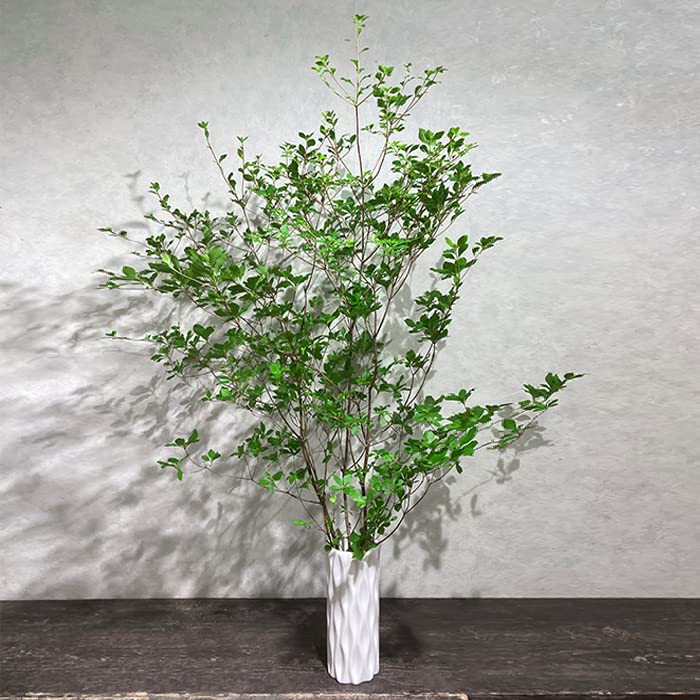 ドウダンツツジ(植木) ガーデンニング 3本 大きめ