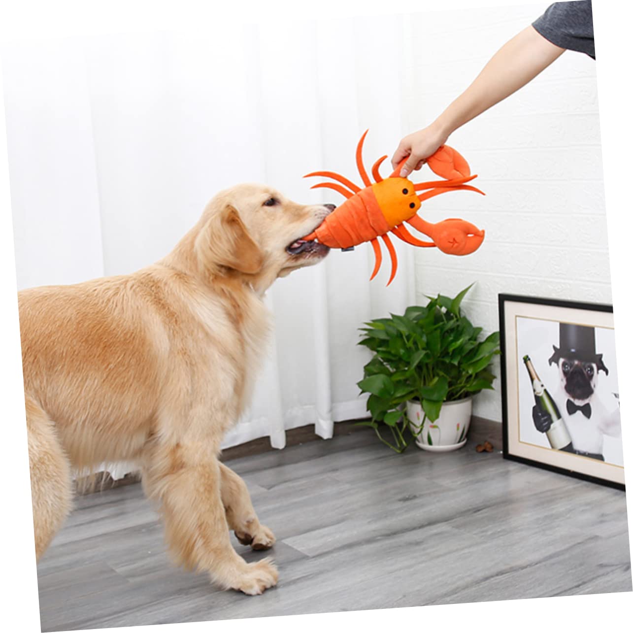 Angoily 3 Piezas Juguetes de alimentación de Mascotas Juguetes de Comida Juguete para la dentición Juguete para olfatear Perros Juguete para olfatear Mascotas Alimentar rapé