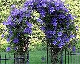 SVI fresco 20PCS Escalada semillas de flores de jazmín para plantar Azul