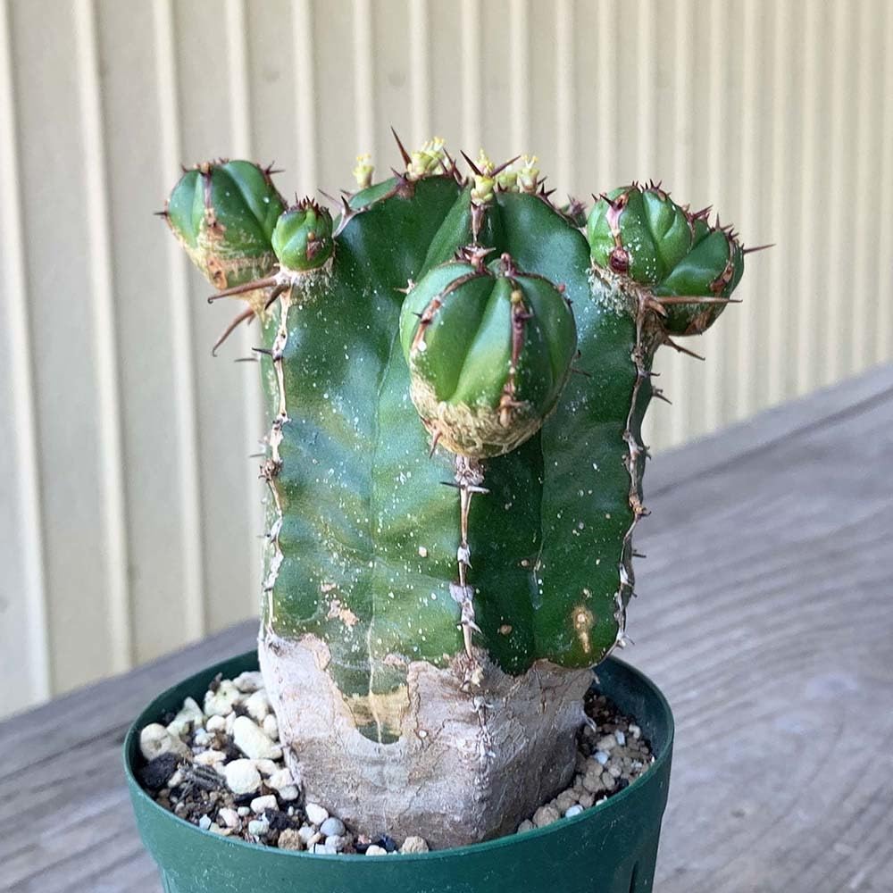 Amazon.co.jp: ユーフォルビア ハンディエンシス 2.5号 *0746 : ホーム Amazon.co.jp: ユーフォルビア ハンディエンシス 2.5号 *0746 : ホーム