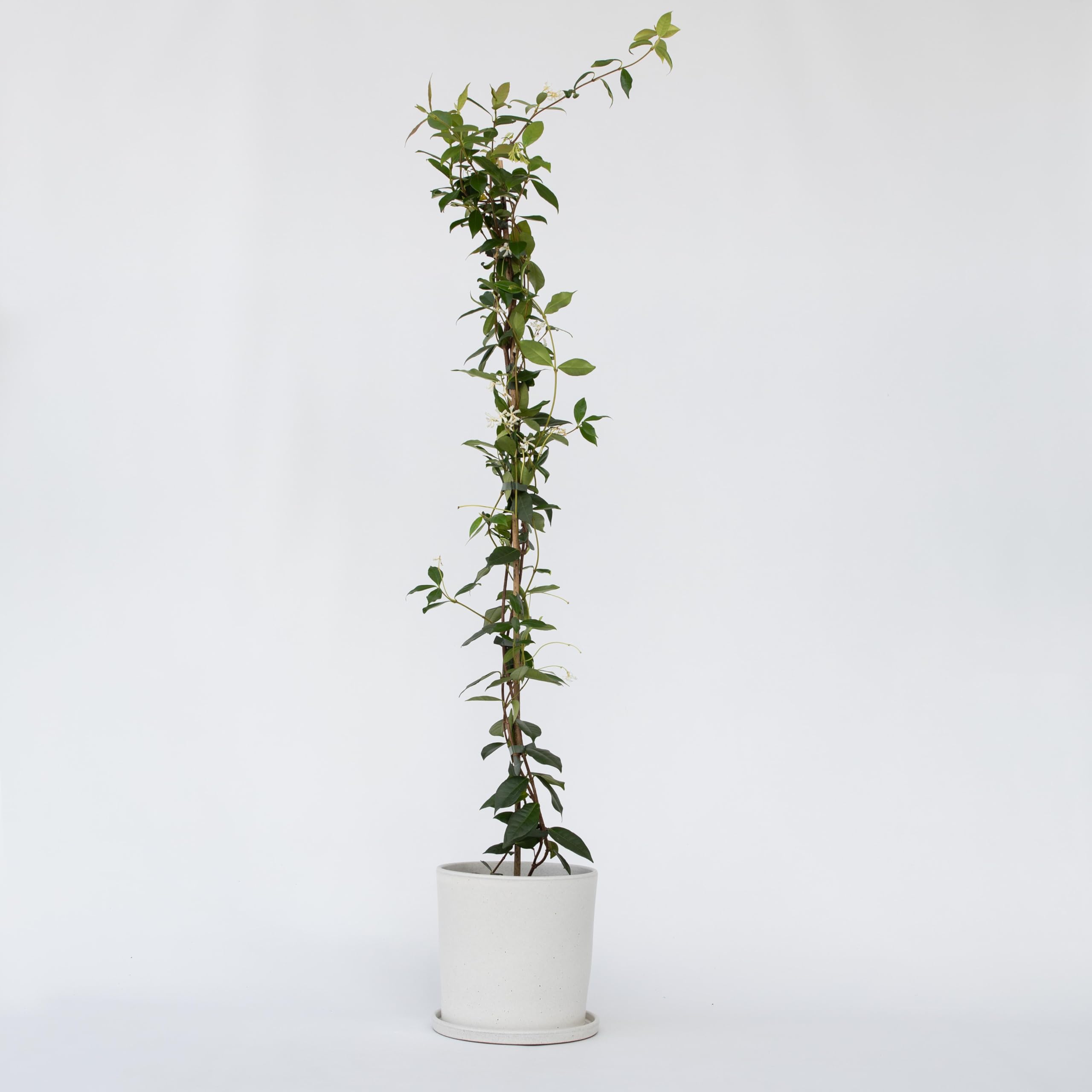 Plant in a Box - Trachelospermum jasminoides Wei - Toskanischer Sternjasmin  Winterhart - Topf 17cm - Hhe 110-120cm : Amazon.de: Garten