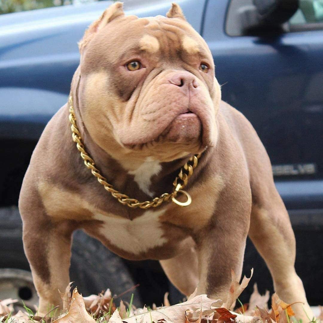 Woofy Heavy Duty Diamond Cut Length 30 Inch Gold Choke Chain Training Dog Collar for Giant Breed Dogs (4 MM Thick) (B0C33ZJZ4D) Amazon Price History, Amazon Price Tracker