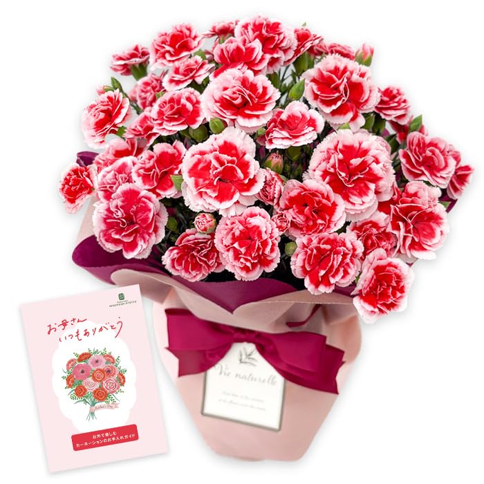 Amazon.co.jp: 来年2027年お届け【ありがとうを伝える】 母の日 花