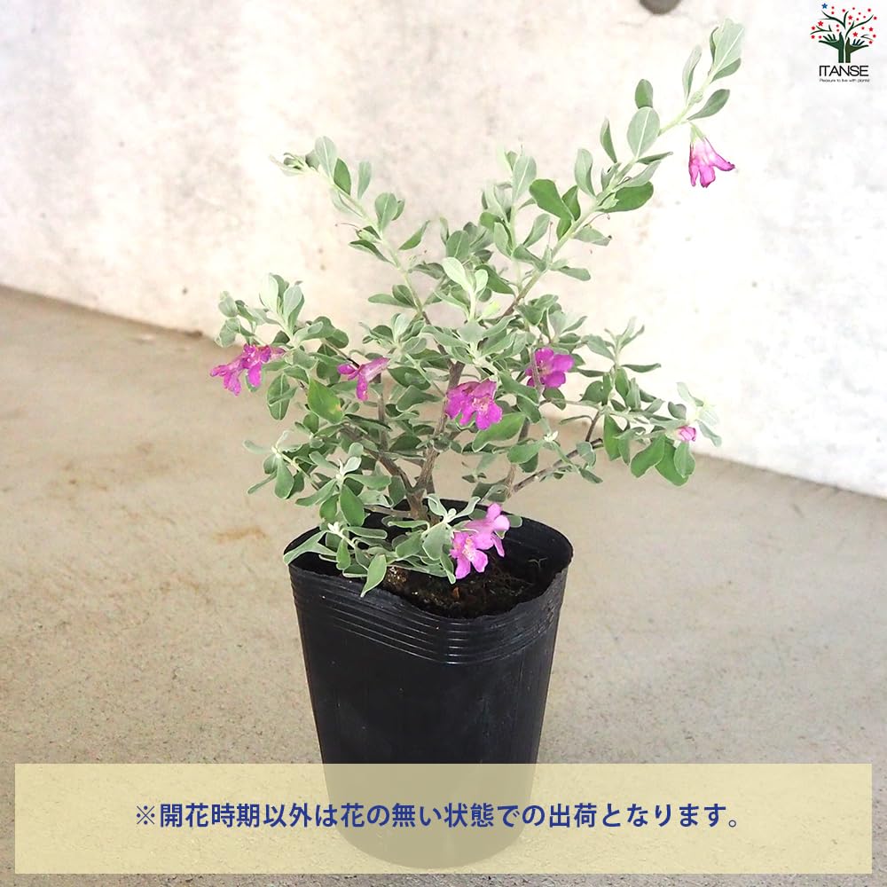 Amazon.co.jp: ITANSE レウコフィルム フルテスケンス 3.5号