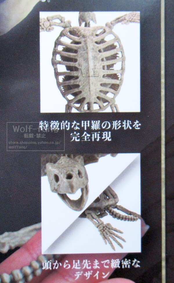 Amazon.co.jp: Museum Modeling Club 2 135 Arkeron Skeleton, 4 Types