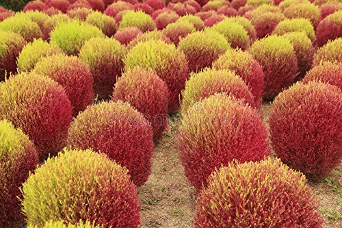 Creative Farmer Ornamental Annual Kochia Scoparia Burning Bush Grass Seeds Forage Crop For Sheep 100 Seeds Kitchen Garden Seeds Pack (B078R6KXQB) Amazon Price History, Amazon Price Tracker