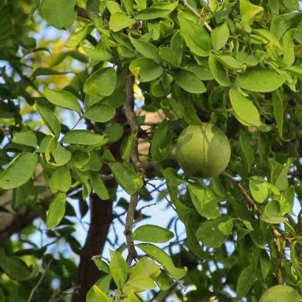 Creative Farmer Koovalam (Bael) Bengal Quince Aegle Marmelos Outdoor Plant For Backyard (Healthy Live Plant)