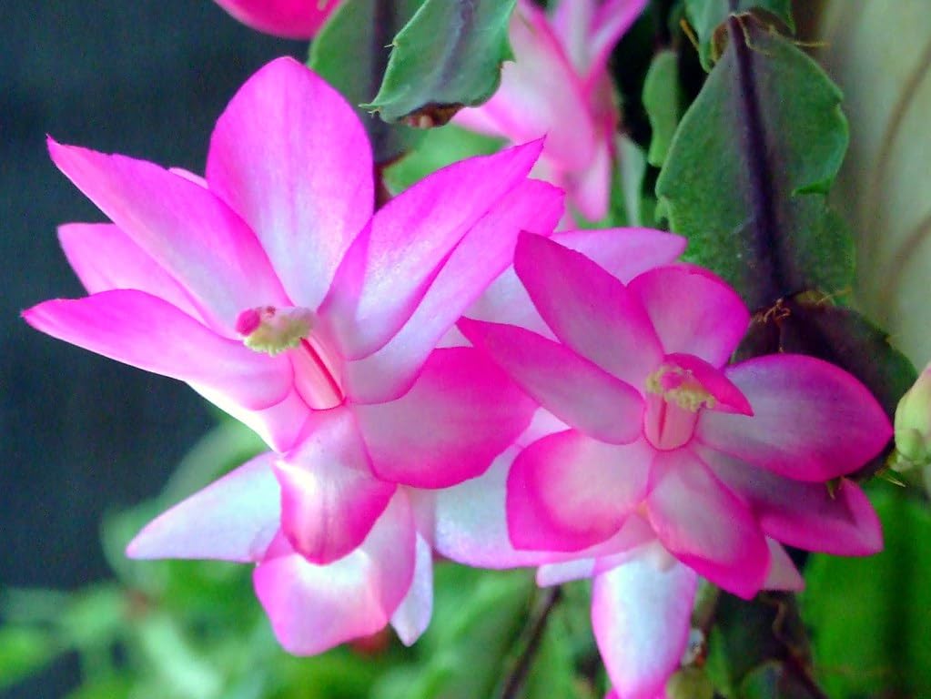 green bazaar shop verry good looking, white, red, blue, ping, yellow/ "christmas cactus"live indoor plant free one black pot (pack of-1) healthy plant