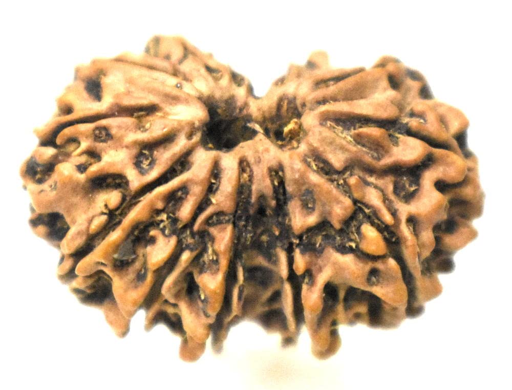 Rudrakshguru Nepal Wooden Brown 13 Mukhi Gauri Shankar Rudraksha